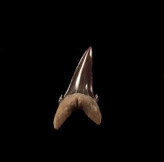 Eocene age Hypotodus shark tooth for sale | Buried Treasure Fossils