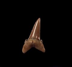 Hypotodus lower jaw shark tooth | Buried Treasure Fossils