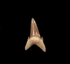 Hypotodus lower jaw tooth | Buried Treasure Fossils