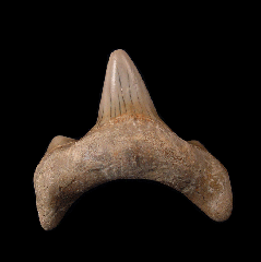 A Top Quality Squalicorax papulovi tooth from Zharyk, Aktjubinsk Region, Kazakhstan.