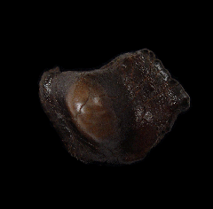 Ptychodus rugosus tooth for sale from Zharyk, Kazakhstan | Buried Treasure Fossils