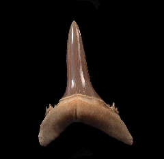 GEM Mennerotodus tooth from Kazakhstan | Buried Treasure Fossils