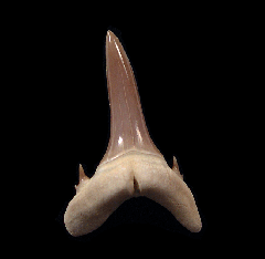 Rare Mennerotodus tooth from Kazakhstan | Buried Treasure Fossils