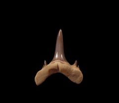 Rare Mennerotodus glueckmani shark tooth | Buried Treasure Fossils