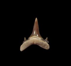 Rare Mennerotodus glueckmani tooth | Buried Treasure Fossils