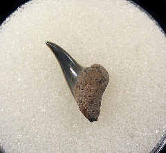 Big Early Eocene Xiphodolamia tooth for sale | Buried Treasure Fossils