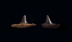 Hybodus sp.