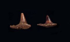 Hybodus sp.