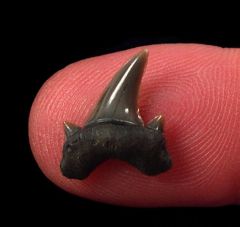 Otodus pavlovi tooth for sale | Buried Treasure Fossils