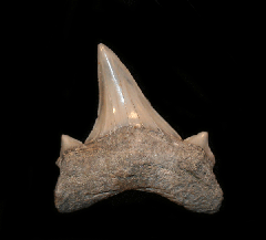 Otodus obliquus (Non-Serrate)