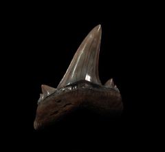 Otodus mugodzharicus (Partial serrated)