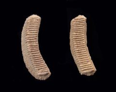 Myliobatus toliapicus