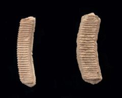 Myliobatus toliapicus