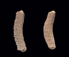 Myliobatus toliapicus