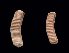 Myliobatus toliapicus