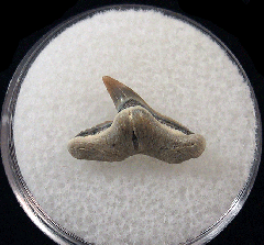 Physogaleus secundus