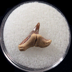 Physogaleus secundus