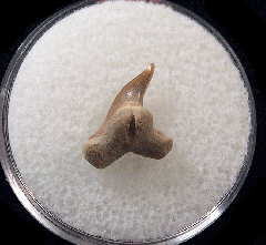 Physogaleus secundus