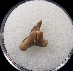 Physogaleus secundus