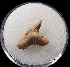 Physogaleus secundus