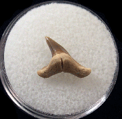 Physogaleus secundus