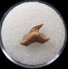 Physogaleus secundus