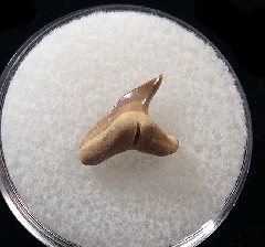 Physogaleus secundus