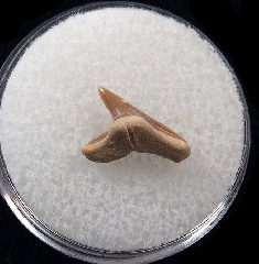Physogaleus secundus