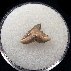Physogaleus secundus