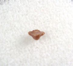 Ptychotrygon vermiculata
