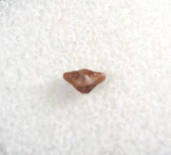 Ptychotrygon vermiculata