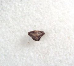 Ptychotrygon vermiculata