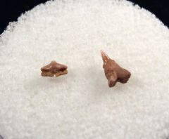 Micopristis solomonis