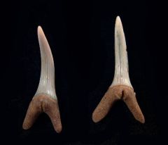 Scapanorhynchus rhaphiodon