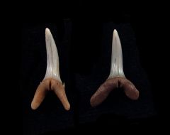 Scapanorhynchus rhaphiodon