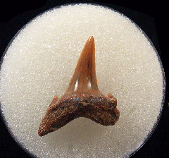 Lamna rupeliensis - Oligocene