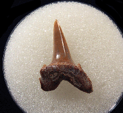 Lamna rupeliensis - Oligocene