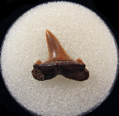 Lamna rupeliensis - Oligocene