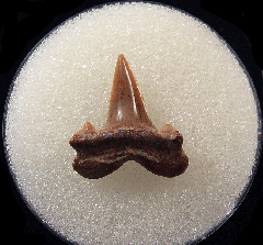 Top Quality Kazakhstan Lamna rupeliensis tooth | Buried Treasure Fossils