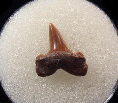 Lamna rupeliensis - Oligocene