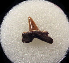 Lamna rupeliensis - Oligocene