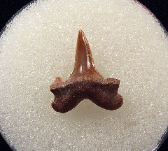 Lamna rupeliensis - Oligocene