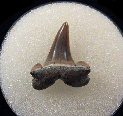 Lamna rupeliensis - Oligocene
