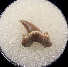 Parotodus mangyshlakensis
