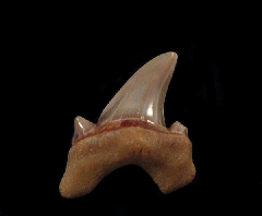Parotodus benedeni