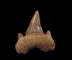 Parotodus benedeni