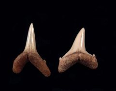 Eostriatolamia venusta                    