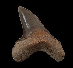 Cretoxyrhina mantelli shark tooth