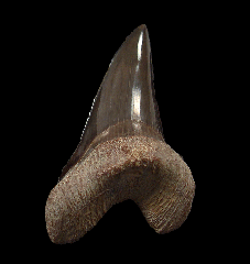 Cretoxyrhina mantelli tooth