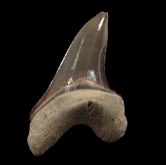 Cretoxyrhina mantelli tooth for sale 